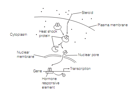 284_Hypothalamic–pituitary–adrenal (hPA) axis 1.png